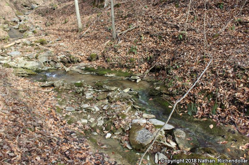 Kentucky Spring Salamander (Gyrinophilus porphyriticus duryi)