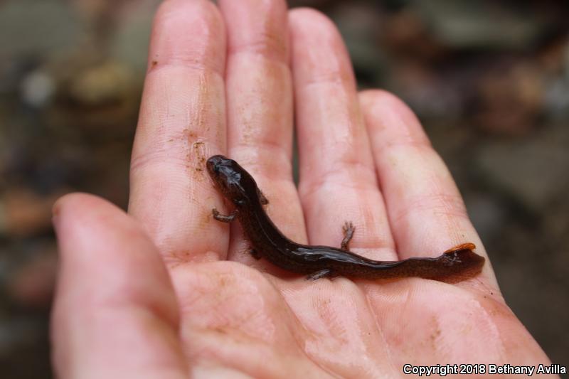 Kentucky Spring Salamander (Gyrinophilus porphyriticus duryi)