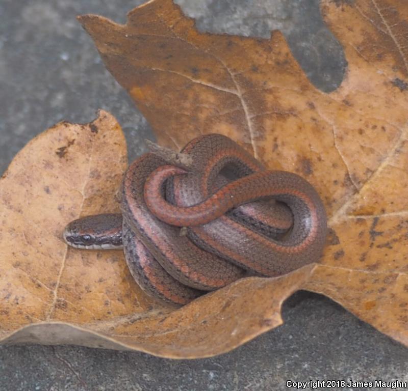 Sharp-tailed Snake (Contia tenuis)