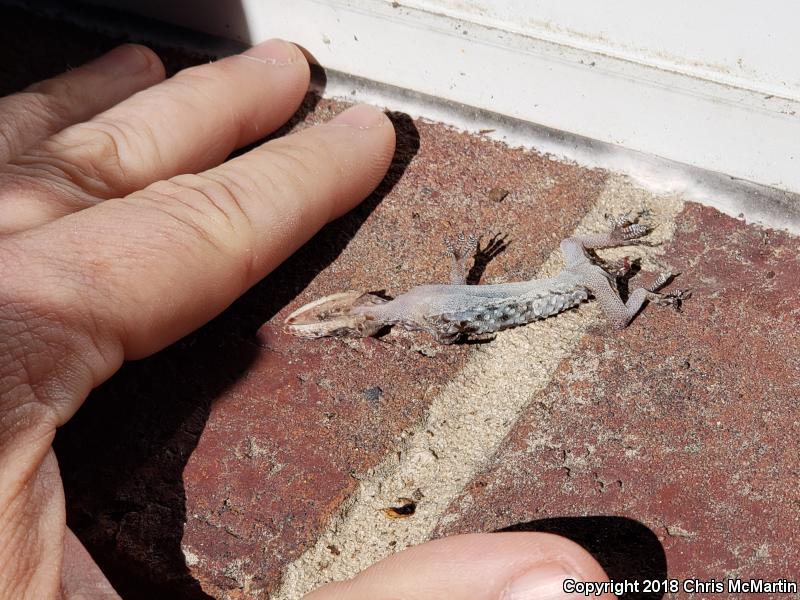 Turkish House Gecko (Hemidactylus turcicus turcicus)