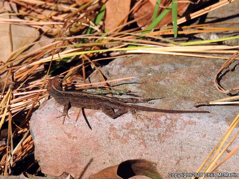 Cuban Brown Anole (Anolis sagrei sagrei)