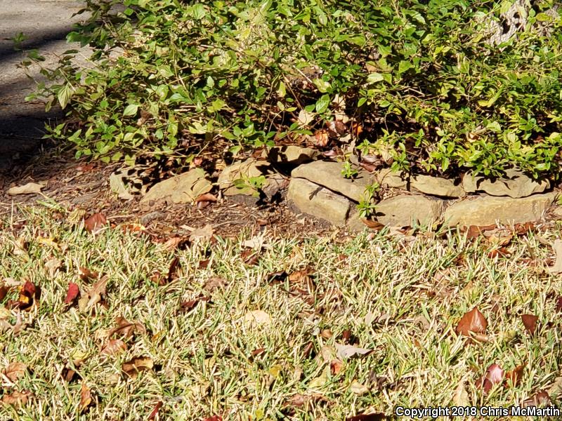 Cuban Brown Anole (Anolis sagrei sagrei)