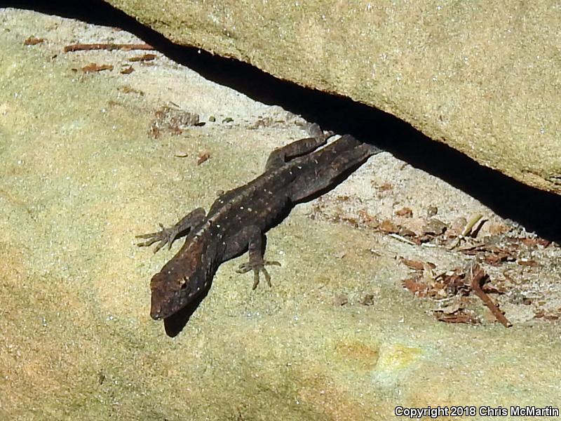 Cuban Brown Anole (Anolis sagrei sagrei)