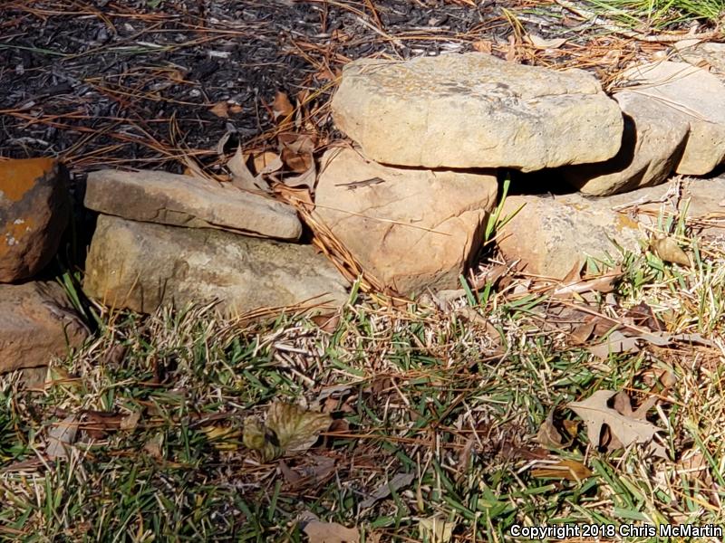 Cuban Brown Anole (Anolis sagrei sagrei)