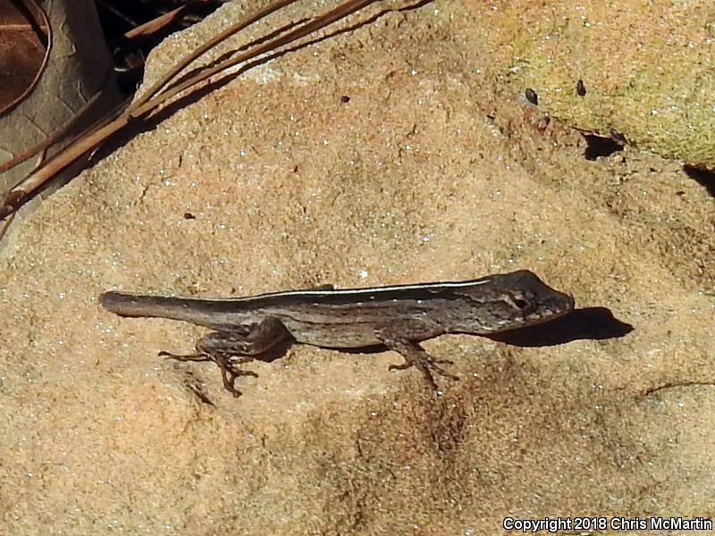 Cuban Brown Anole (Anolis sagrei sagrei)