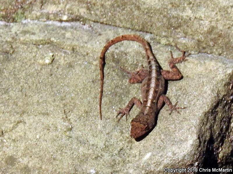 Cuban Brown Anole (Anolis sagrei sagrei)