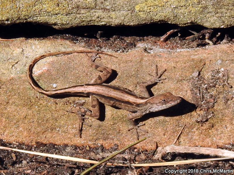 Cuban Brown Anole (Anolis sagrei sagrei)