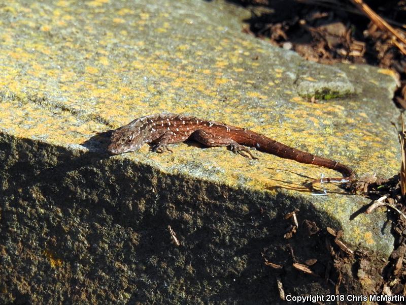 Cuban Brown Anole (Anolis sagrei sagrei)