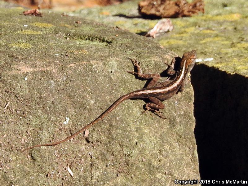 Cuban Brown Anole (Anolis sagrei sagrei)