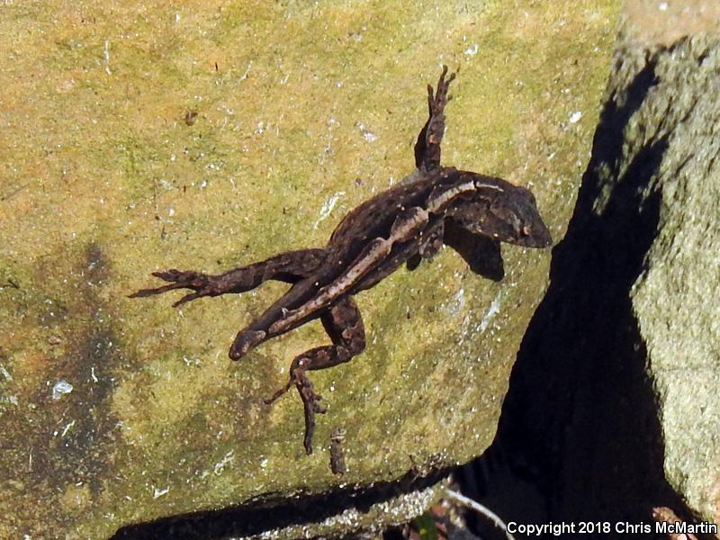 Cuban Brown Anole (Anolis sagrei sagrei)