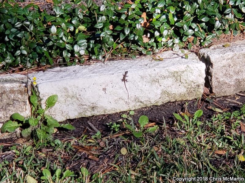 Cuban Brown Anole (Anolis sagrei sagrei)