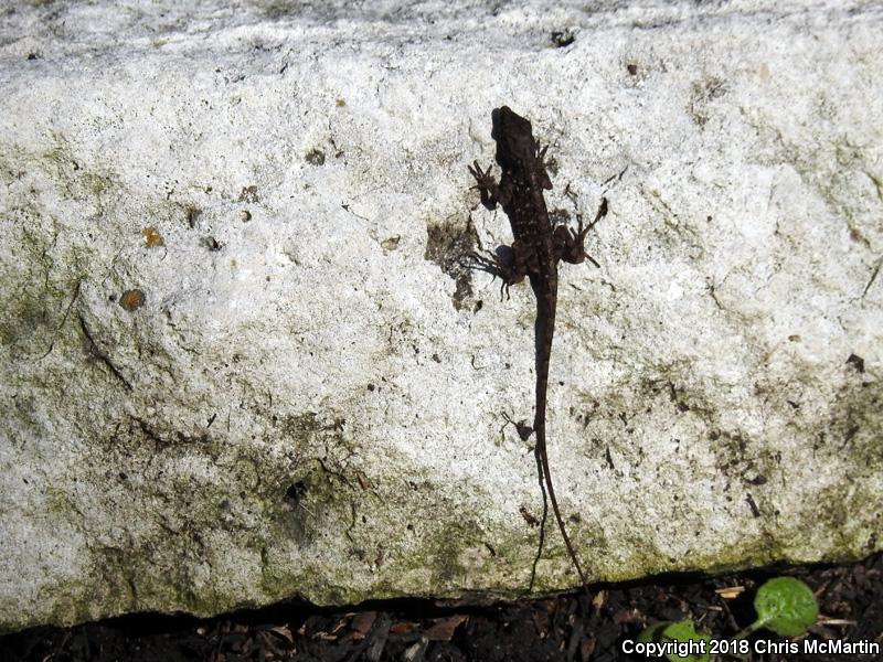 Cuban Brown Anole (Anolis sagrei sagrei)