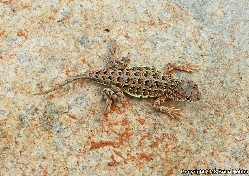 Speckled Earless Lizard (Holbrookia maculata approximans)