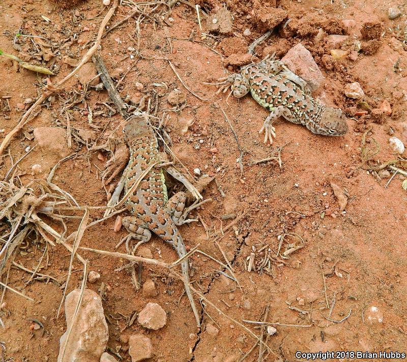 Speckled Earless Lizard (Holbrookia maculata approximans)