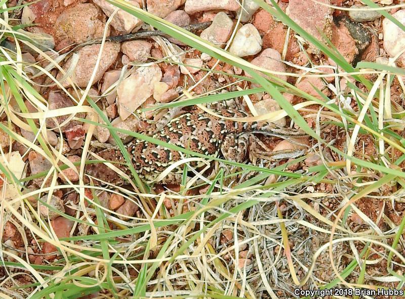 Speckled Earless Lizard (Holbrookia maculata approximans)