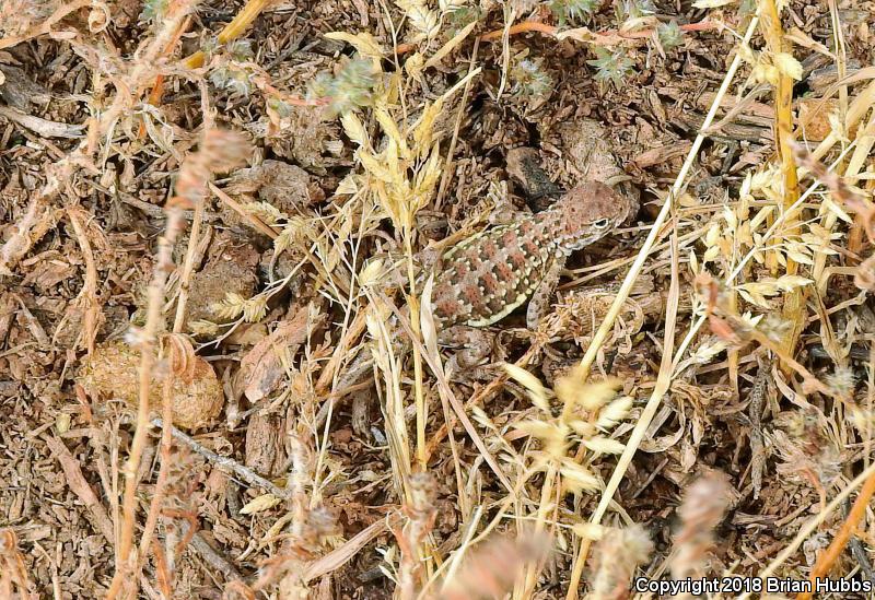 Speckled Earless Lizard (Holbrookia maculata approximans)