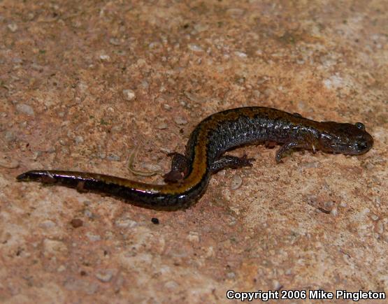 Northern Zigzag Salamander (Plethodon dorsalis)