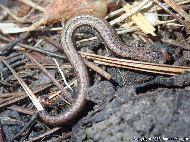 Santa Lucia Mountains Slender Salamander (Batrachoseps luciae)