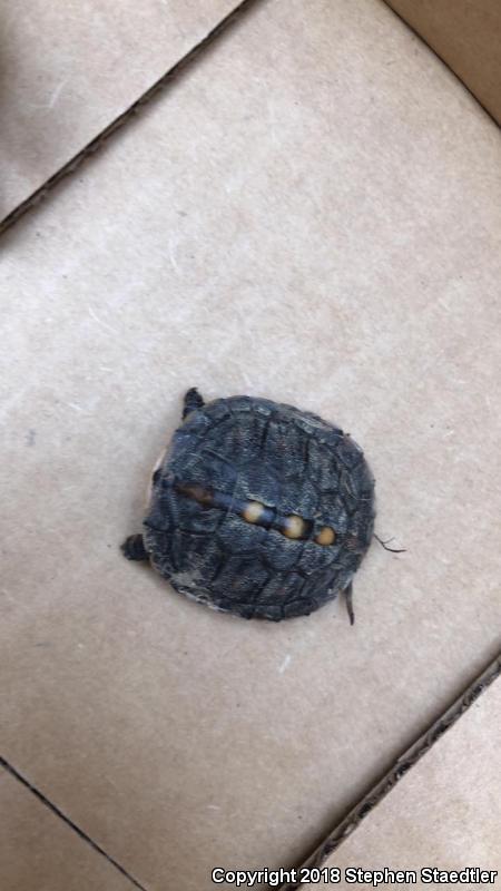 Eastern Box Turtle (Terrapene carolina carolina)