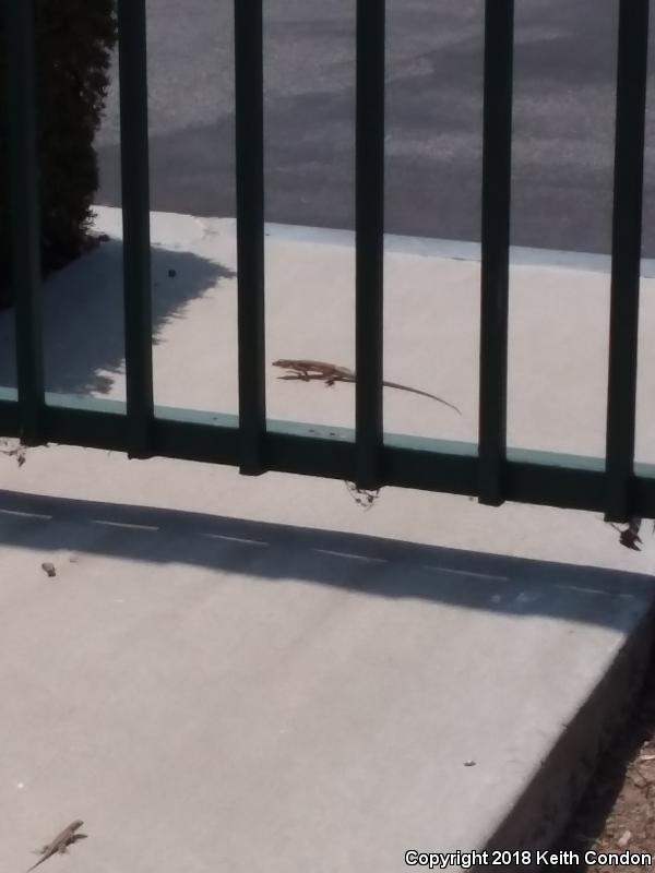 Coastal Whiptail (Aspidoscelis tigris stejnegeri)