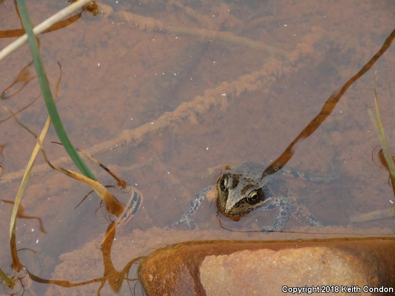 Northern Red-legged Frog (Rana aurora)