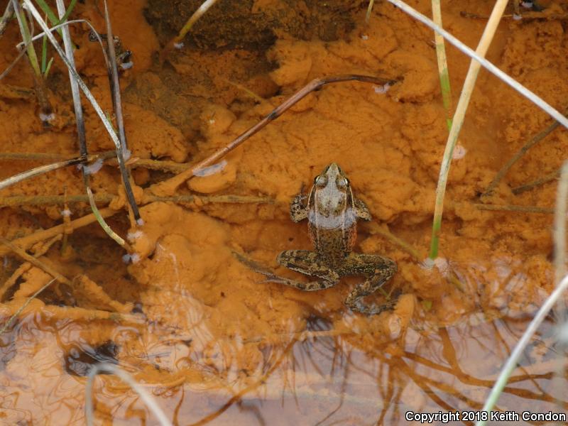 Northern Red-legged Frog (Rana aurora)