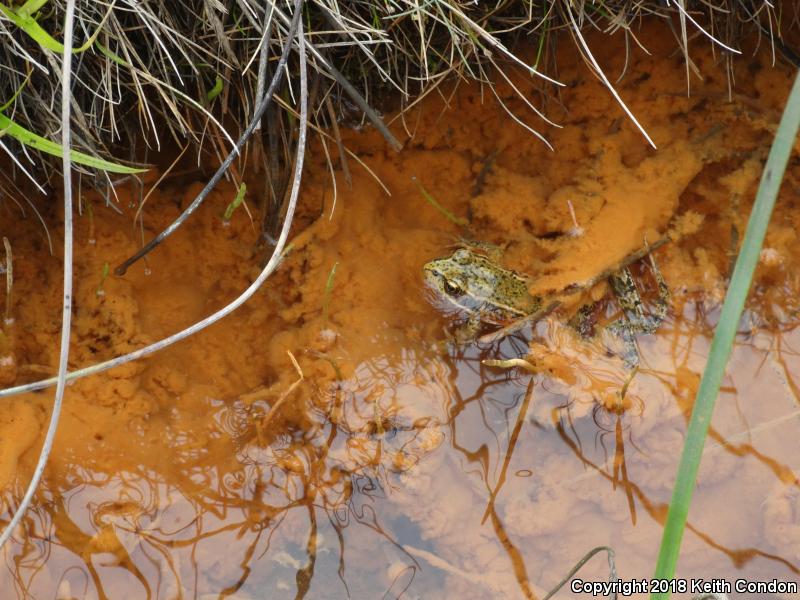 Northern Red-legged Frog (Rana aurora)