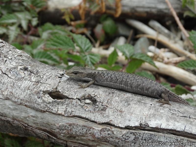 Northwestern Alligator Lizard (Elgaria coerulea principis)