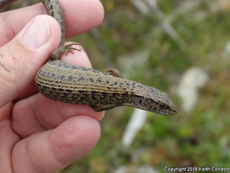 Northwestern Alligator Lizard (Elgaria coerulea principis)