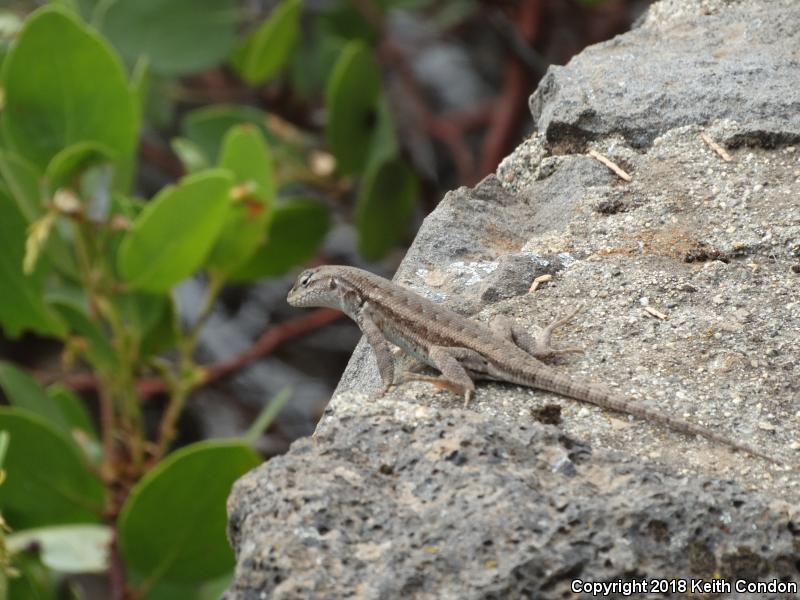 Western Sagebrush Lizard (Sceloporus graciosus gracilis)