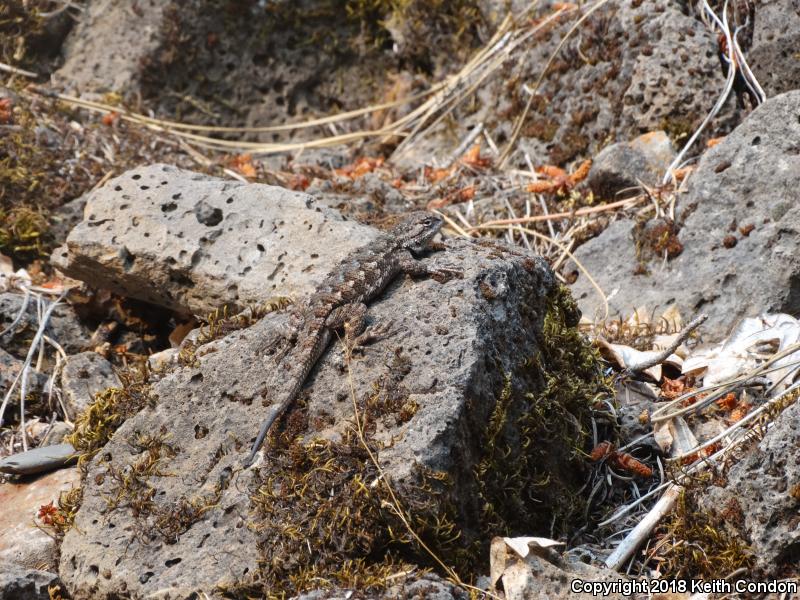 NorthWestern Fence Lizard (Sceloporus occidentalis occidentalis)