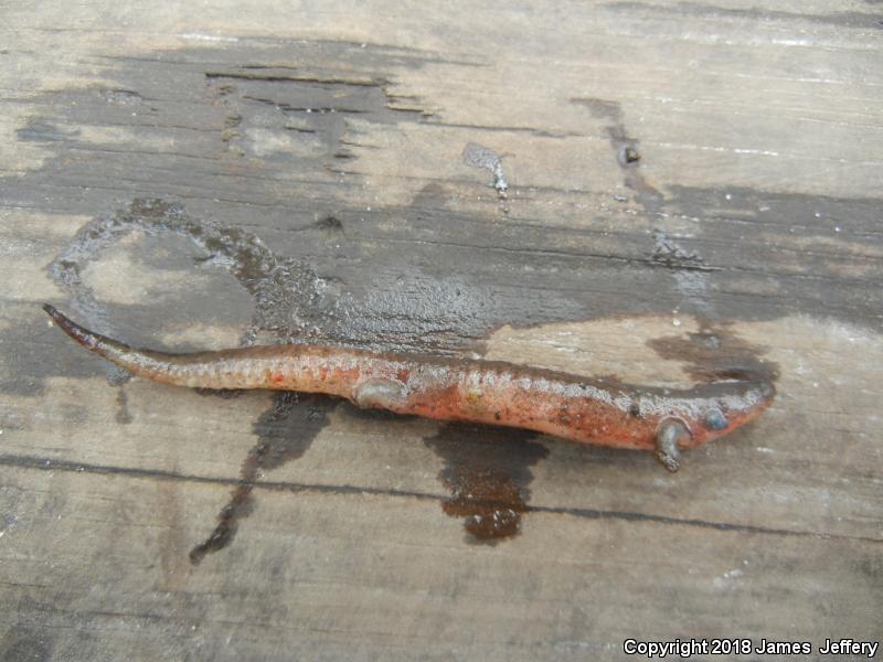 Southern Red Salamander (Pseudotriton ruber vioscai)