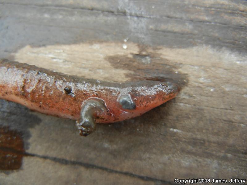 Southern Red Salamander (Pseudotriton ruber vioscai)