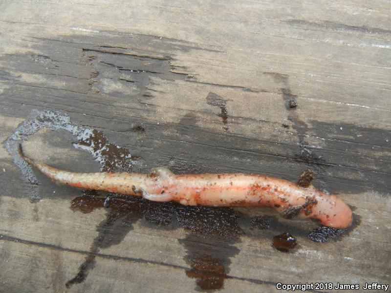 Southern Red Salamander (Pseudotriton ruber vioscai)