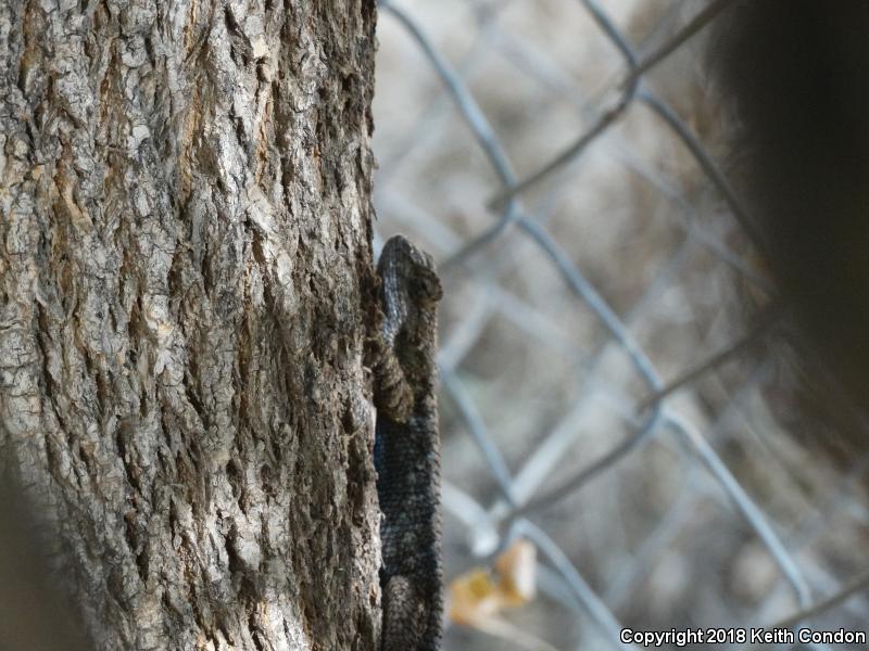 San Joaquin Fence Lizard (Sceloporus occidentalis biseriatus)