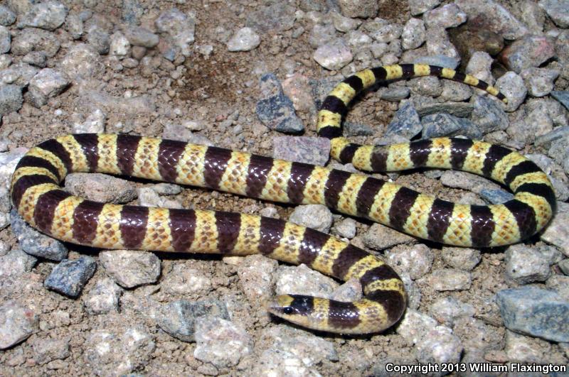 Nevada Shovel-nosed Snake (Chionactis occipitalis talpina)