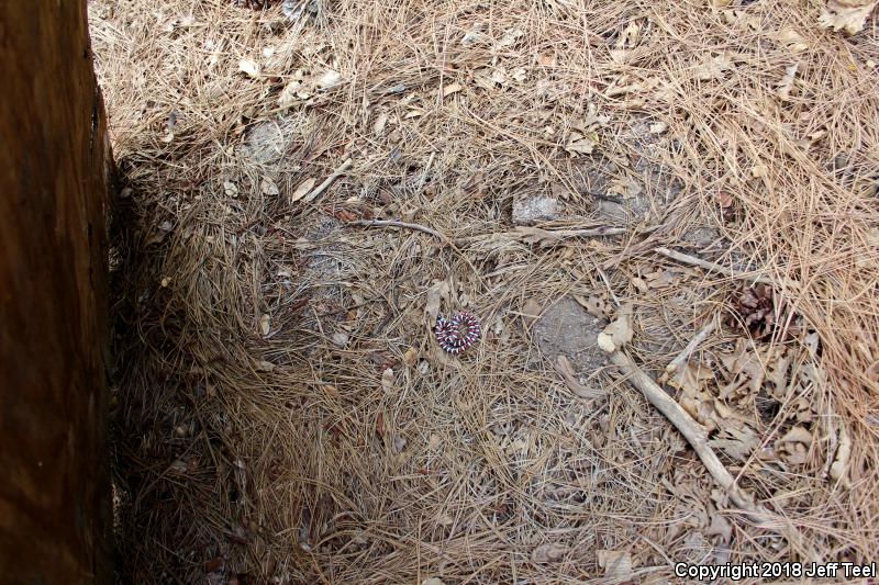 San Bernardino Mountain Kingsnake (Lampropeltis zonata parvirubra)