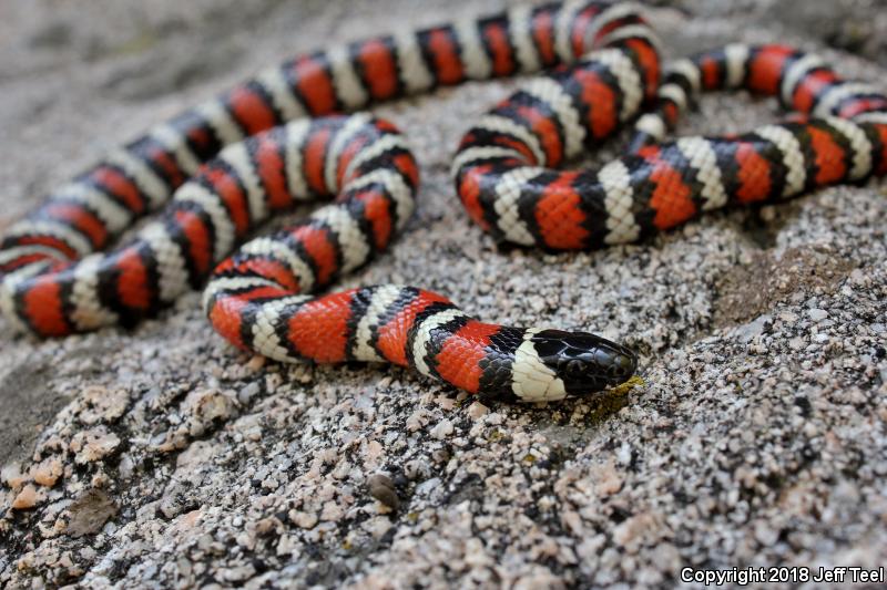San Bernardino Mountain Kingsnake (Lampropeltis zonata parvirubra)