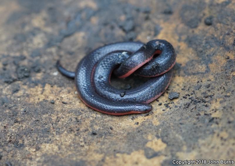 Western Wormsnake (Carphophis vermis)