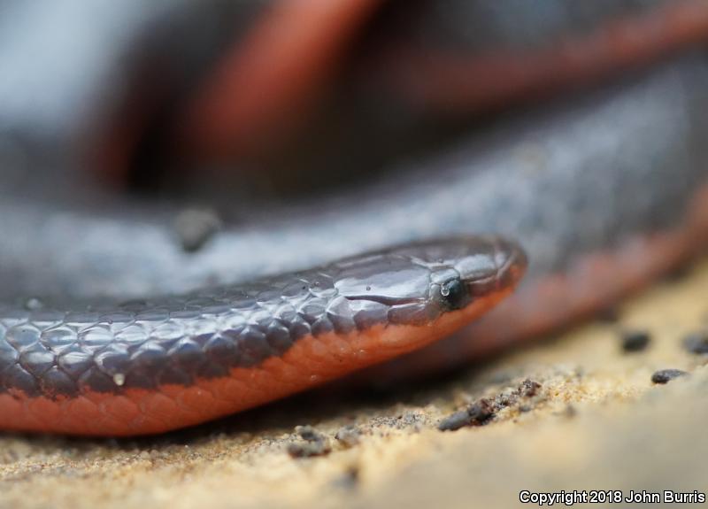 Western Wormsnake (Carphophis vermis)