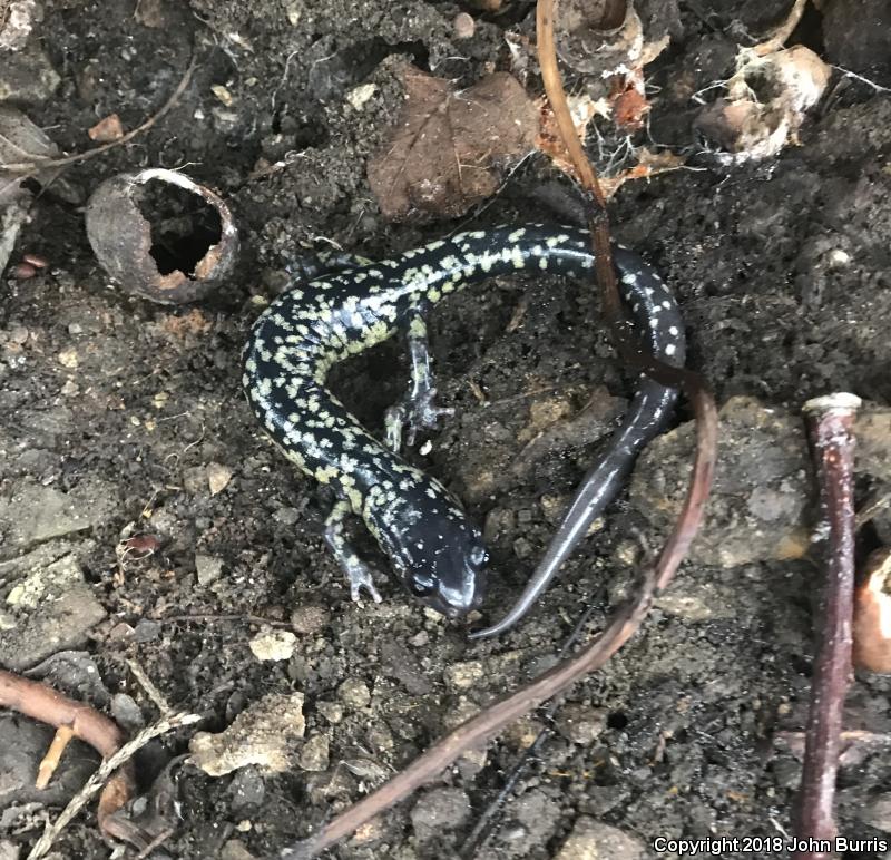 Western Slimy Salamander (Plethodon albagula)