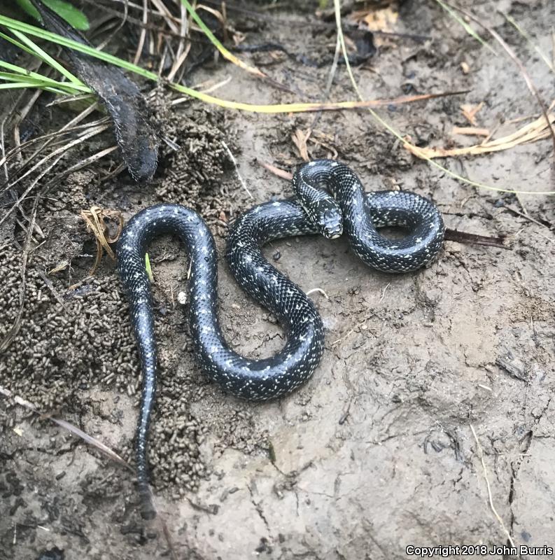 Speckled Kingsnake (Lampropeltis getula holbrooki)