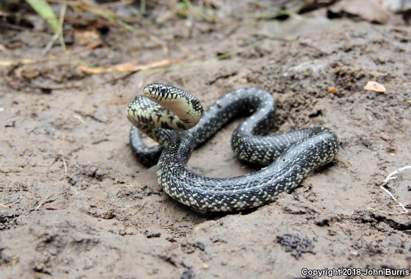 Speckled Kingsnake (Lampropeltis getula holbrooki)