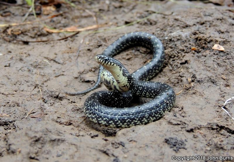 Speckled Kingsnake (Lampropeltis getula holbrooki)