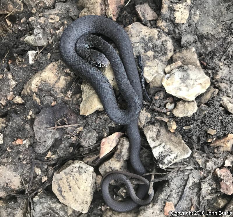 Eastern Yellow-bellied Racer (Coluber constrictor flaviventris)