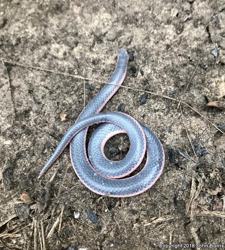 Western Wormsnake (Carphophis vermis)