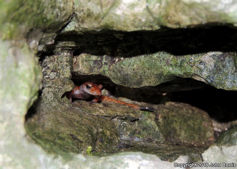 Cave Salamander (Eurycea lucifuga)