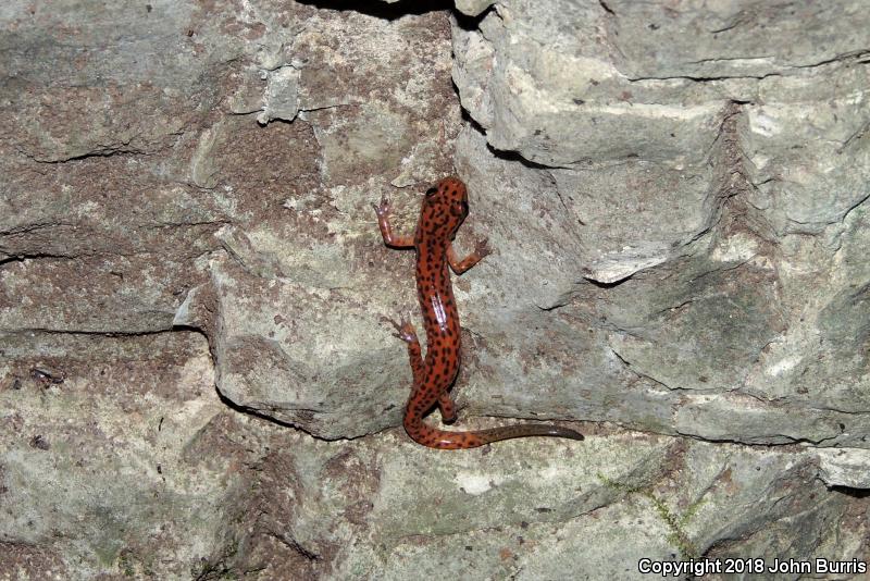 Cave Salamander (Eurycea lucifuga)