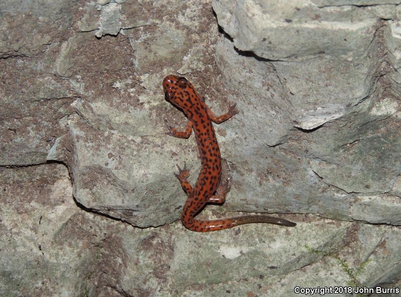 Cave Salamander (Eurycea lucifuga)