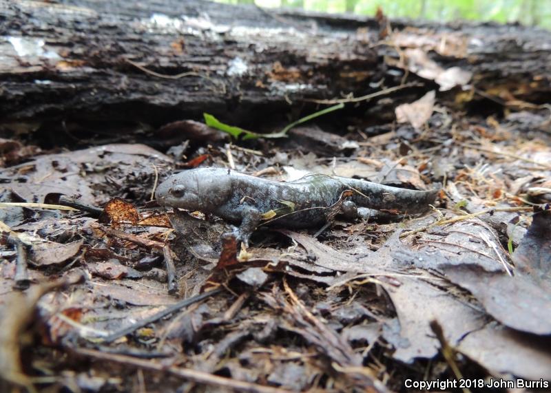 Mole Salamander (Ambystoma talpoideum)